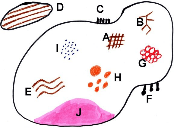 Schemat wszystkich podstawowych struktur występujących w zmodyfikowanej analizie wzorca- Harald Kittler. Schemat wszystkich podstawowych struktur występujących w zmodyfikowanej analizie wzorca- Harald Kittler.
