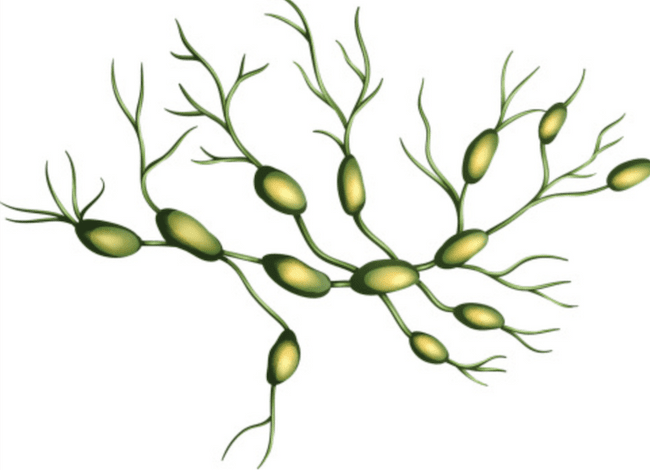 Węzły chłonne Węzły chłonne